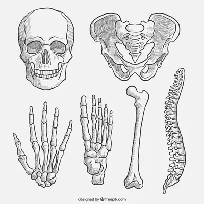 Кости грудной конечности - vet-Anatomy - IMAIOS