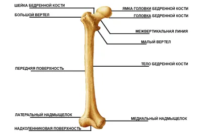 Кости рисунок - 39 фото