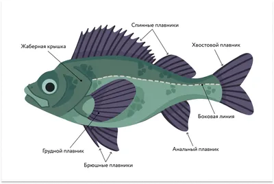 Облако знаний. Многообразие и значение костных рыб. Биология. 8 класс