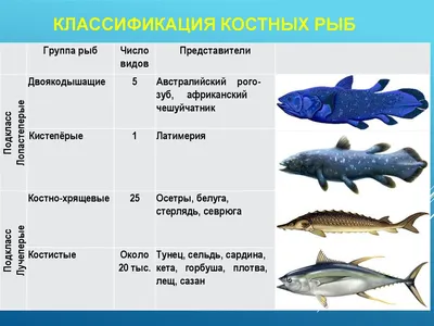 Отряды костных рыб - online presentation