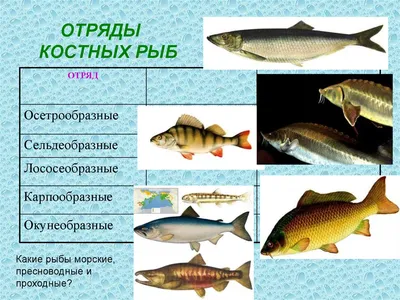 Палеонтологи оценили скорость плавания самых гигантских костных рыб в  истории