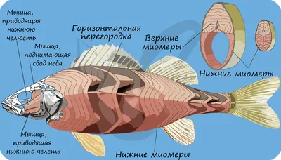 Надкласс рыбы, подготовка к ЕГЭ по биологии