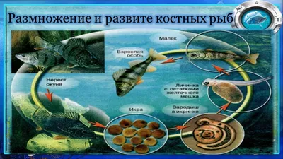 PPT - Класс Osteichthyes – Костные рыбы PowerPoint Presentation - ID:4080048