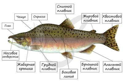 Шпаргалка - Многообразие рыб. Промысловые рыбы