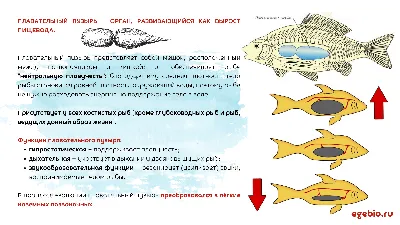 Плавательный пузырь –  БИОЛОГИЯ ЕГЭ| Елена Шишловская