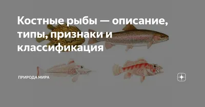 Костные рыбы — описание, типы, признаки и классификация | Природа Мира |  Дзен