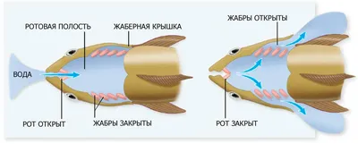 Уникальная биология аквариумных рыб: плавательный пузырь и жабры |  Лабиринтовые и двоякодышашие рыбы