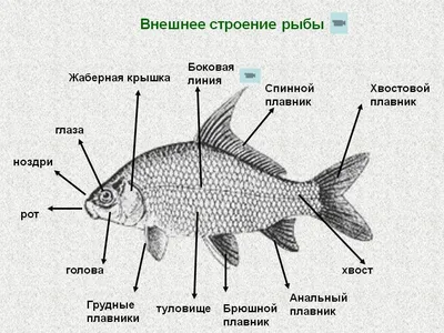 Группы рыб, подготовка к ЕГЭ по биологии