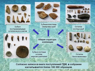 Зубы костных рыб Protosphyraena и Ichthyodectiformes - Малый Пролом, Шацкий  район Рязанской области.