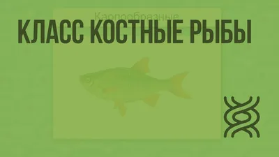 Коллекция остатков ископаемых хрящевых рыб Государственный Дарвиновский  музей