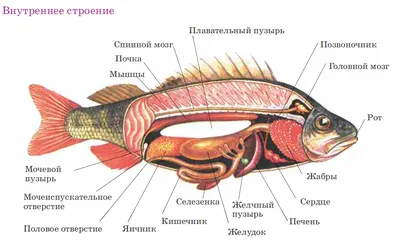 Рыбы