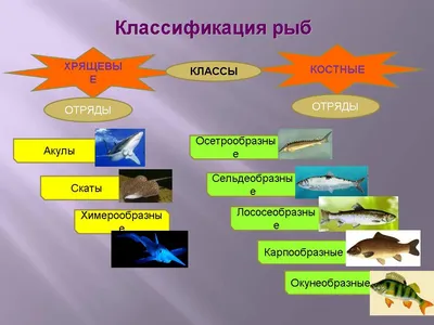 Рыбы и Рыбообразные (Fishes, Pisces). Сайт Фактистова Игоря