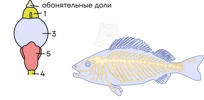 Систематика костных рыб - презентация онлайн