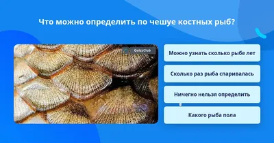 Enchodus dente cum radix. Зуб костной рыбы Энходус с корнем. - Костных рыб  зубы.