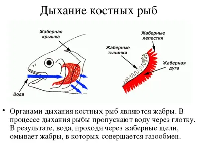 7. Костные рыбы