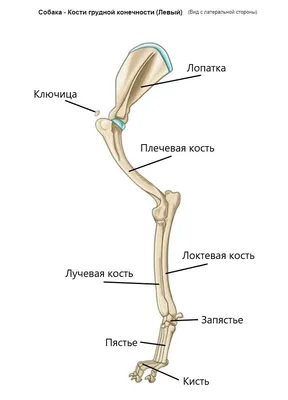 Косточки жевательные DENTAL, 16см, 160-170г (уп.2шт.) / лакомство для собак  Triol - купить с доставкой по выгодным ценам в интернет-магазине OZON  (292450392)