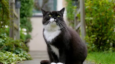 Кошка черно белая картинка - 65 фото