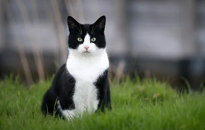 Черно белый кот котёнок ищет дом: Бесплатно - Бесплатно (животные и вязка)  Харьков на Olx