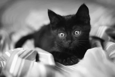 Картина по номерам 40х50 см. Черно-белый кот. Изумрудные глаза. Идейка.  (ID#1200442545), цена: 250 ₴, купить на 