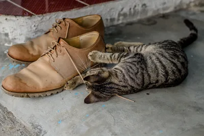 Многофункциональный очиститель обуви для кошек, креативная Милая одежда для  мытья, спортивная обувь, уход за обувью, очиститель обуви, набор для чистки  кроссовок | AliExpress