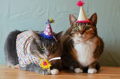 Рисунок кота: открытки с днём рождения - инстапик | Открытки, С днем  рождения, Эскизы открыток