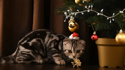 webm :: :: christmas tree :: naughty pets :: шерстяной пидорас :: коты ::  новогодняя ёлка :: gif :: cats :: гиф анимация (гифки - ПРИКОЛЬНЫЕ gif  анимашки) / смешные картинки и другие приколы: комиксы, гиф анимация,  видео, лучший интеллектуальный юмор.