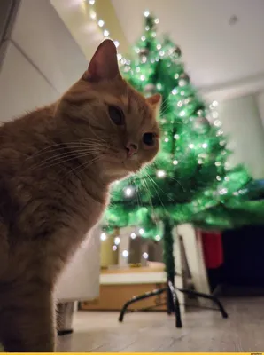 Как отучить кота прыгать на новогоднюю елку — Одесская Жизнь