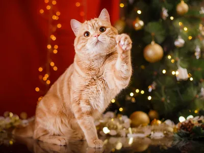 Что делать, чтобы кот не крушил новогоднюю елку: советы ветеринаров / что  делать, если кот съел дождик или мишуру -  - 116.ру