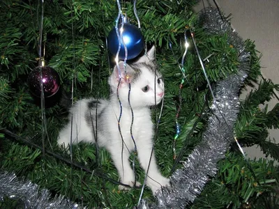 Милый черный кот Рождественская елка Кулон 2D Рождественская елка Украшение  Новогодние подарки – лучшие товары в онлайн-магазине Джум Гик