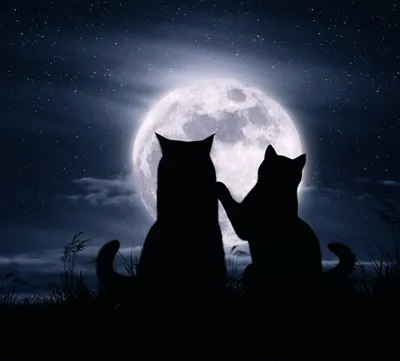 Котик кот луна 120 | Рисунки животных, Изображения неба, Рисунки девушки