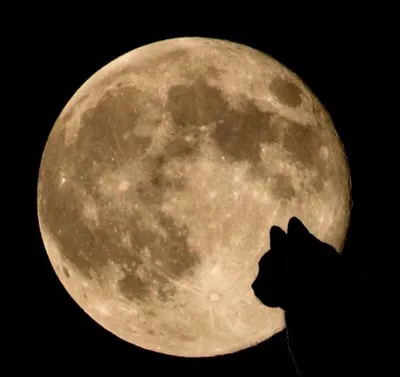 Кот и луна картинки - 58 фото