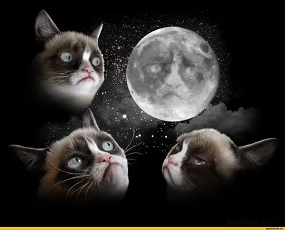 луна :: котэ (прикольные картинки с кошками) / смешные картинки и другие  приколы: комиксы, гиф анимация, видео, лучший интеллектуальный юмор.