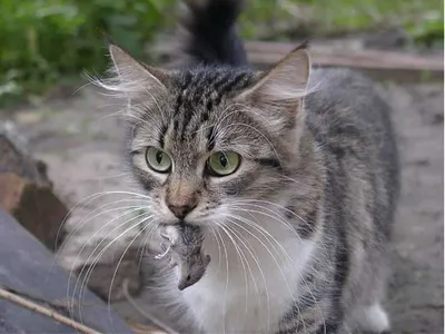 Мышь ловит кота а потом кот мышь» — создано в Шедевруме