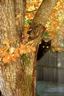 Коты и осень | Пикабу