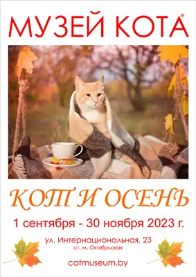 Скачать обои осень, лес, кошка, белый, кот, взгляд, листья, свет, раздел  кошки в разрешении 1280x720