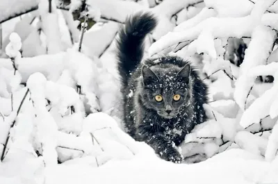 Рыжий кот в зимних декорациях. Фотограф Сальников Евгений