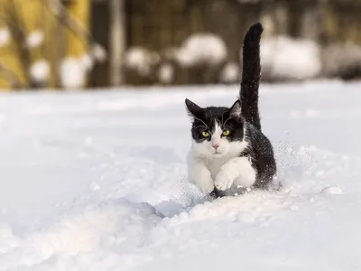 Пин от пользователя Галя Кущнецова на доске зима и осень | Милые котики,  Котята, Доброе утро