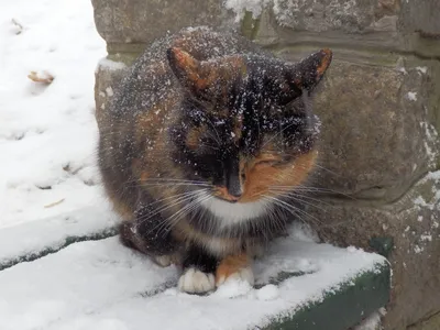 Скачать обои зима, снег, любовь, кошки, снежинки, ночь, замок, окно, арт,  пара, подоконник, раздел ко… | Кошки и котята, Красивые кошки, Смешные  фотографии животных