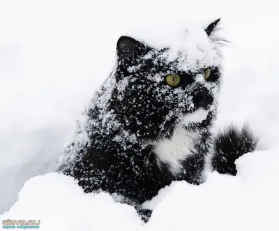 Зимний кот :)