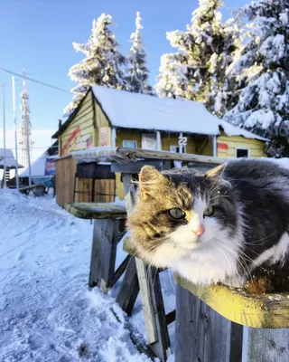 кот в снегу смотрит в камеру, картина зимнего кота, кошка, зима фон  картинки и Фото для бесплатной загрузки