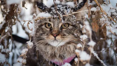 сиамская кошка :: взгляд :: снег :: зима :: на природе :: котэ (прикольные  картинки с кошками) / смешные картинки и другие приколы: комиксы, гиф  анимация, видео, лучший интеллектуальный юмор.