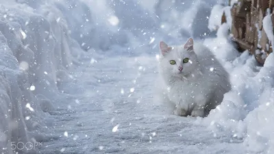 Зима котики мультяшно добрые картинки…» — создано в Шедевруме