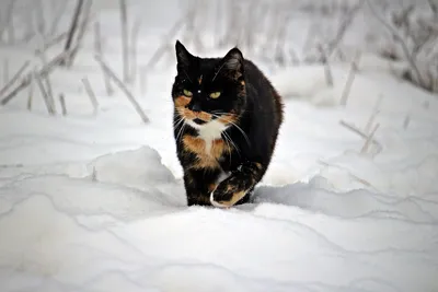 Фото кошек зимой. ТОП фото 43 шт. | Домашние животные - самое важное | Дзен