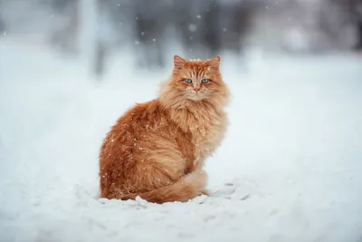 Зимний кот. Хотя скорее кошка #cat #winter #snow #snowdrift #кот #зима  #снег #сугроб | Pets, Animals, Cats