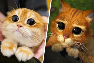 Животные с глазами «как у кота из Шрека». 10 фото с удивленным взглядом, от  которых хочется улыбнуться - Рамблер/новости