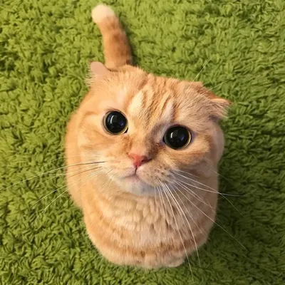 Знакомьтесь, Джимо — кот с самыми большими глазами