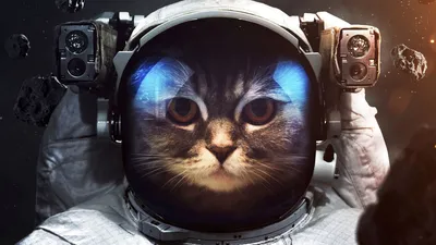 Кот космонавт 55 картинок