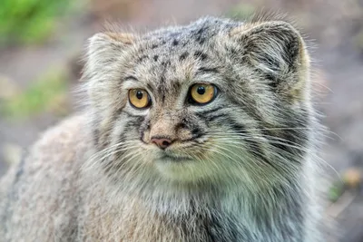 Кот манул 🐾» — создано в Шедевруме