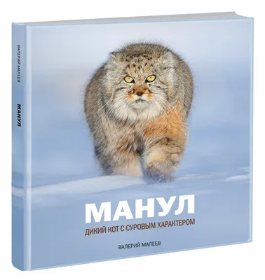 Милый кот манул, на фоне природа, …» — создано в Шедевруме