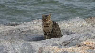 Кот купается на море и загорает» — создано в Шедевруме